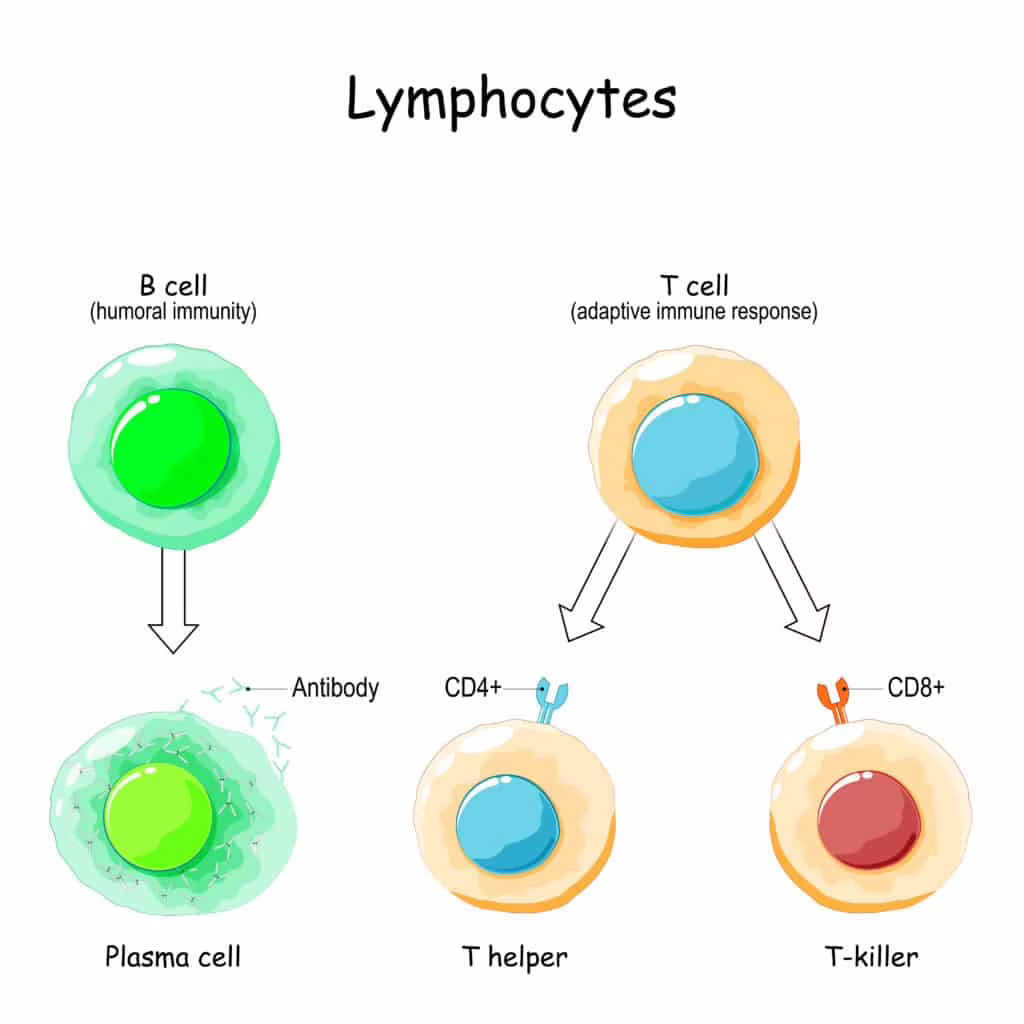 immunità innata o acquisita risposta immunitaria