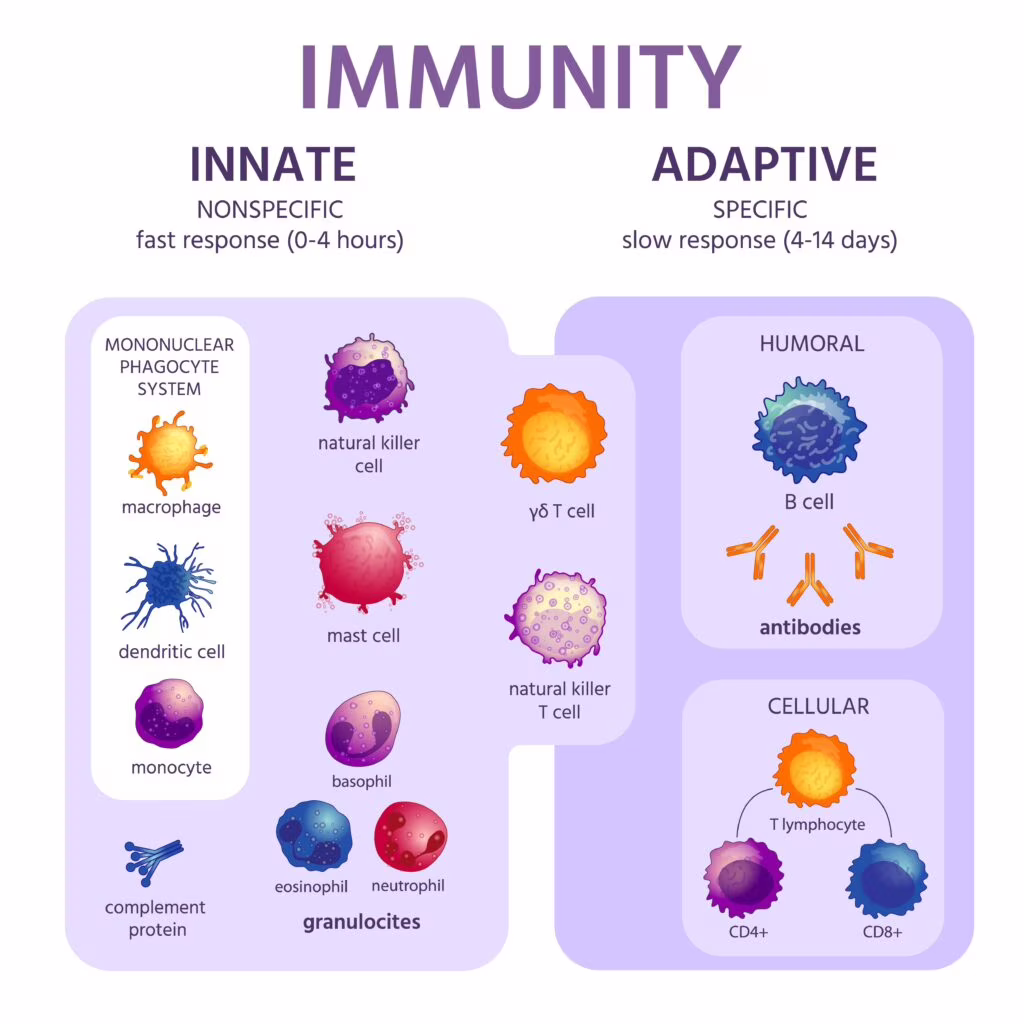 immunitàinnata o acquisita? risposta immunitaria