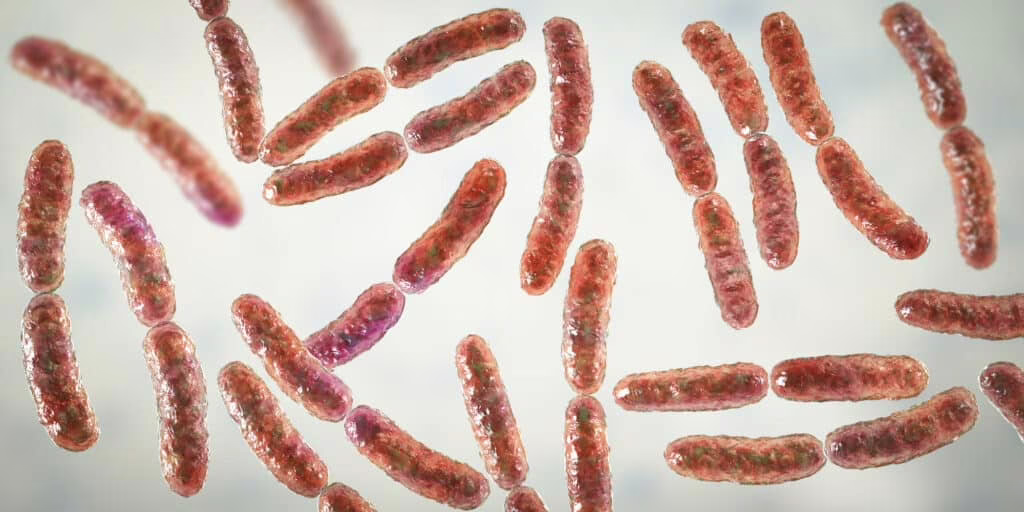 Lactobacillus