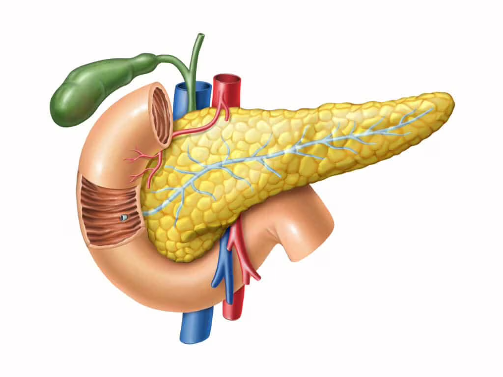 pancreas