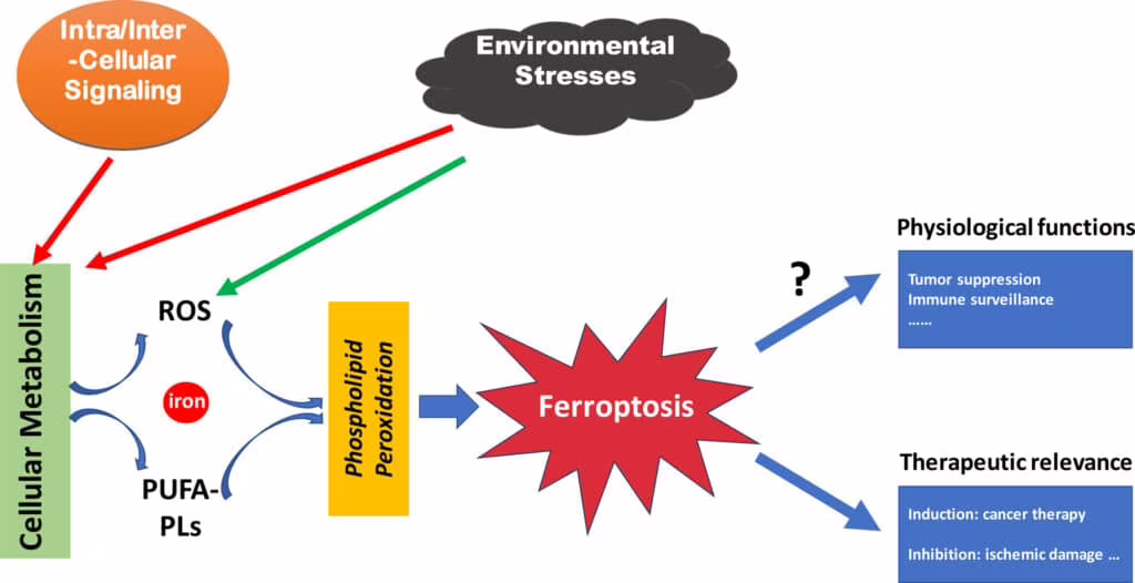ferroptosi