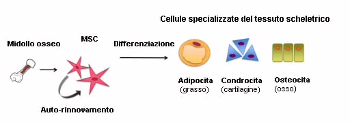 Cellule staminali mesenchimali 