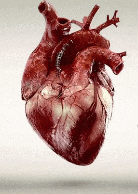 cuore