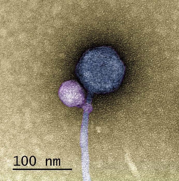 virus vampiro
