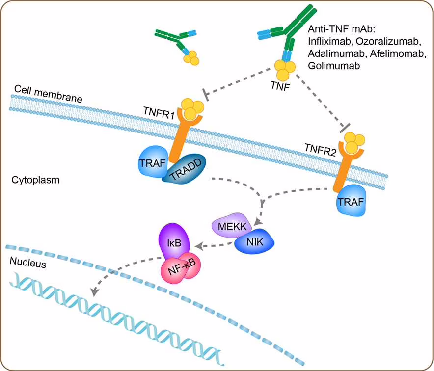 Infliximab