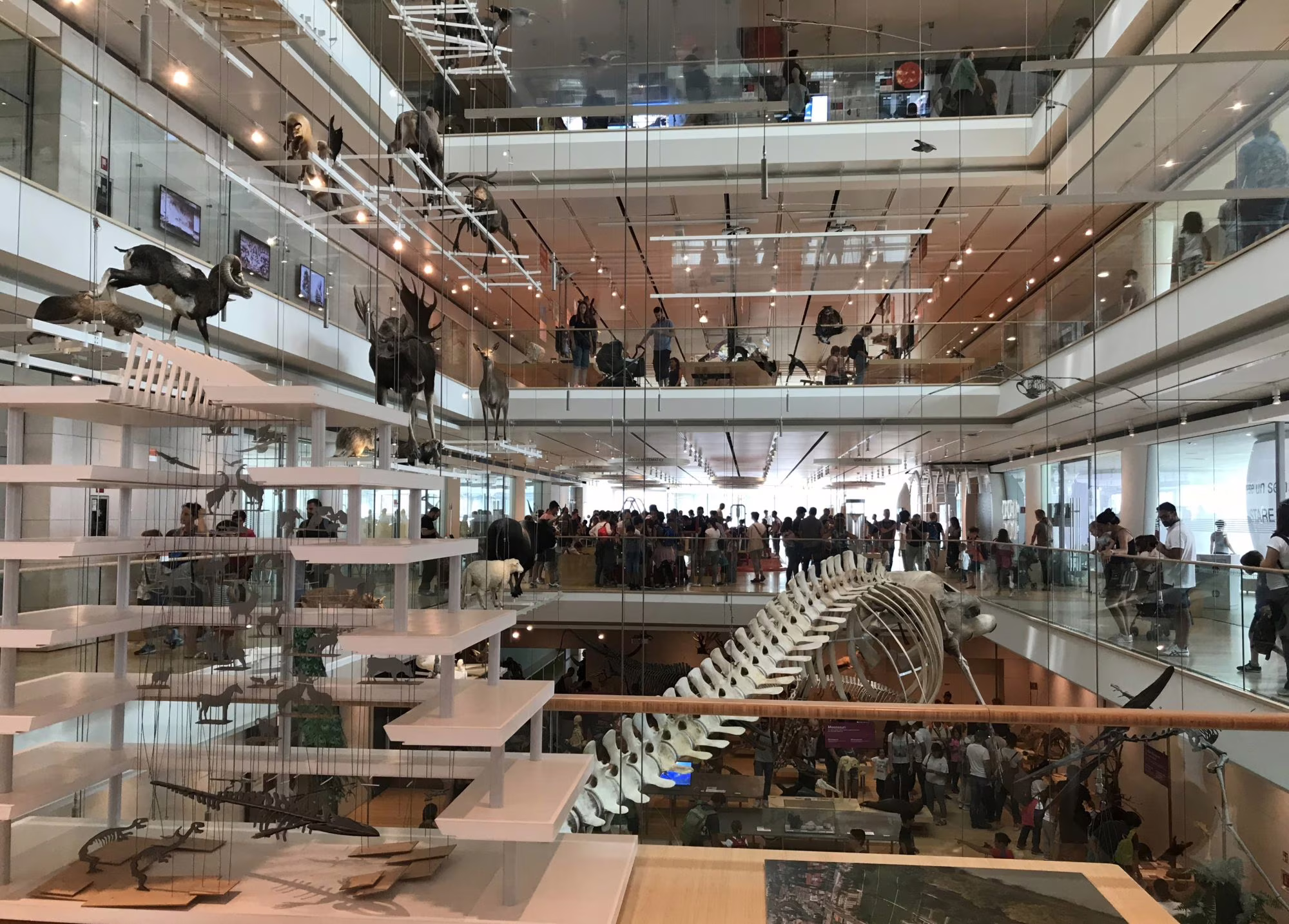 Il MUSE di Renzo Piano, il museo dal tetto che ricorda le Dolomiti