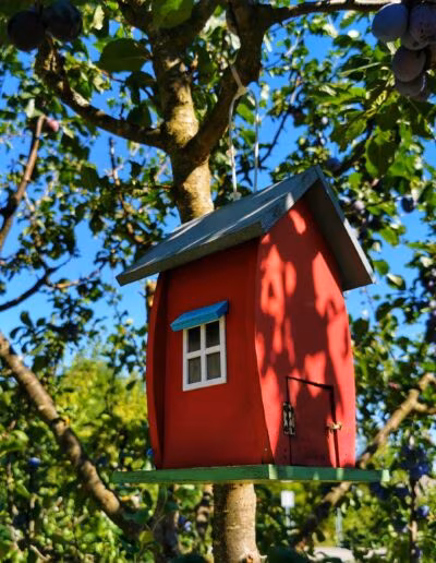 Mala crvena kućica za ptice s plavim krovom i bijelim prozorima, viseći na drvetu u voćnjaku sa šljivama.