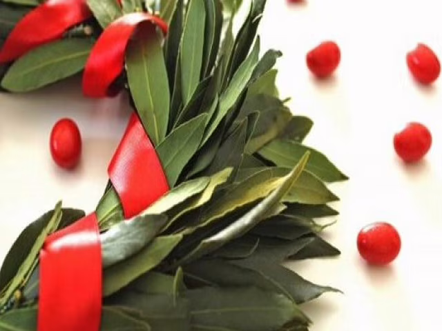 alloro laurea