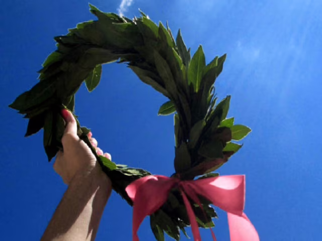 immagini laurea alloro