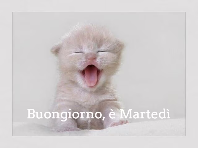 vignette divertenti buongiorno