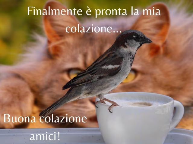 immagini colazione