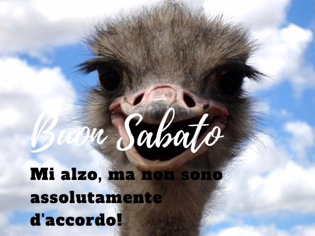 buon sabato immagini divertenti 