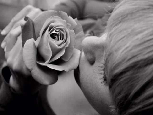 fiori immagini rose