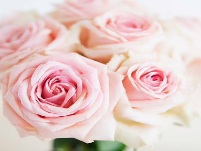 fiori rose immagini