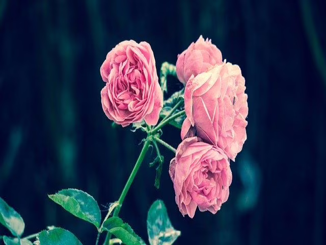 frasi con le rose