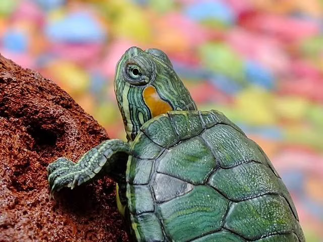 frasi sugli animali abbandonati