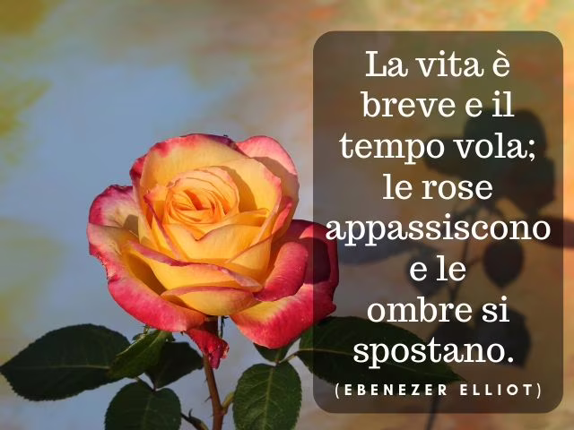frasi sul profumo delle rose