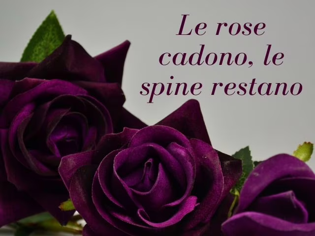 frasi sulle rose