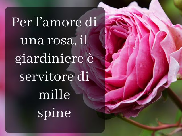 frasi sulle rose d amore