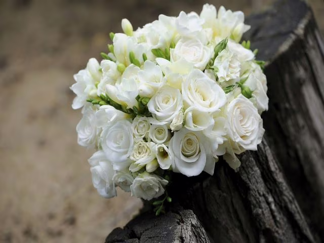 immagini rose bianche