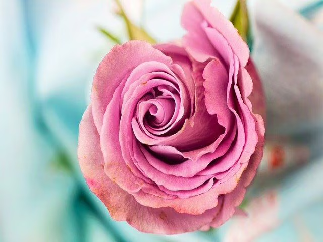 immagini delle rose