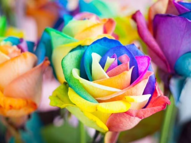 immagini di rose bellissime
