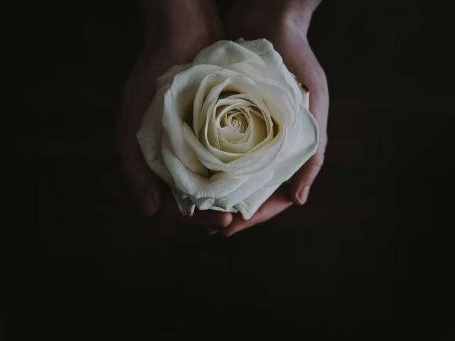 immagini di rose bianche