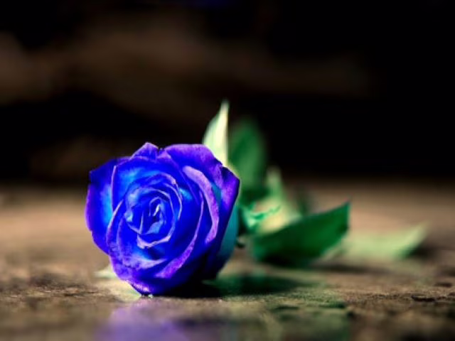 immagini di rose blu