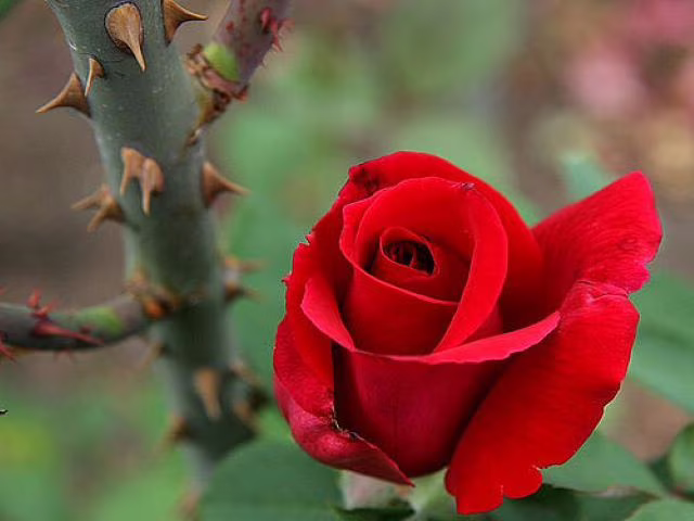 immagini di rose da scaricare