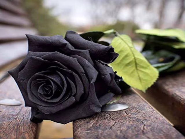 immagini di rose