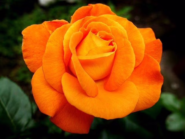 immagini rose gialle