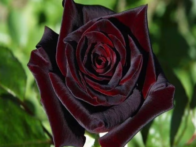 immagini rose nere