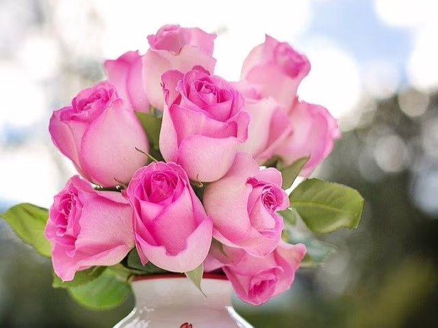 immagini rose rosa