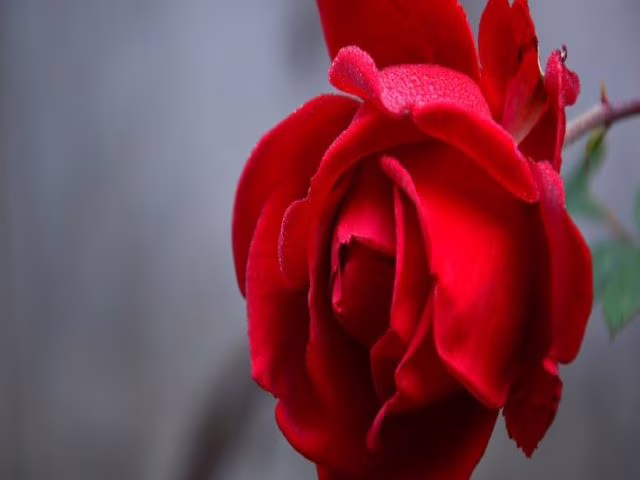 immagini rose rosse