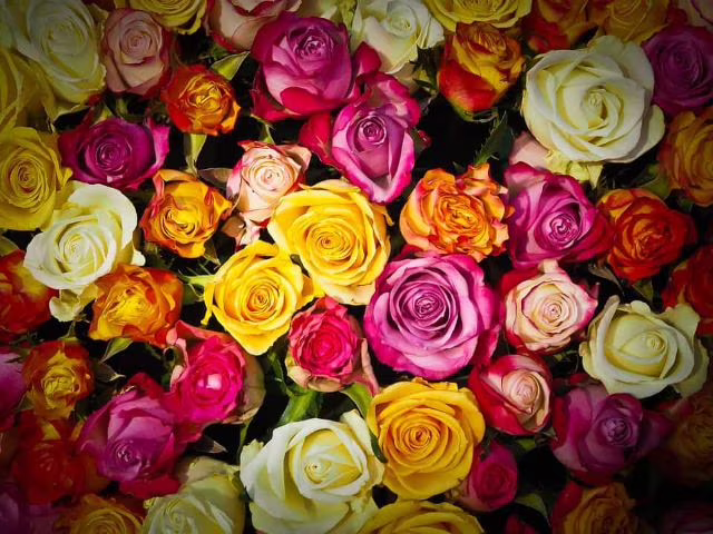 mazzo di rose immagini
