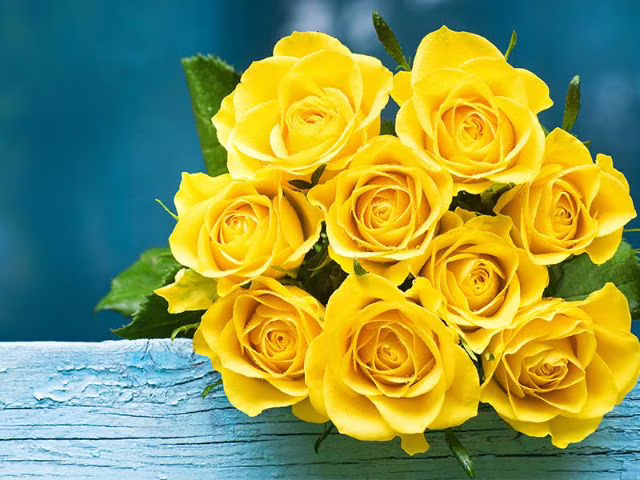 rose gialle immagini
