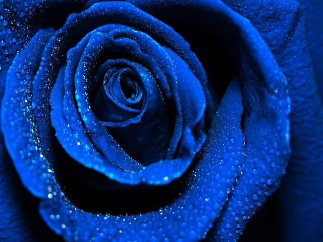 rose immagini e foto