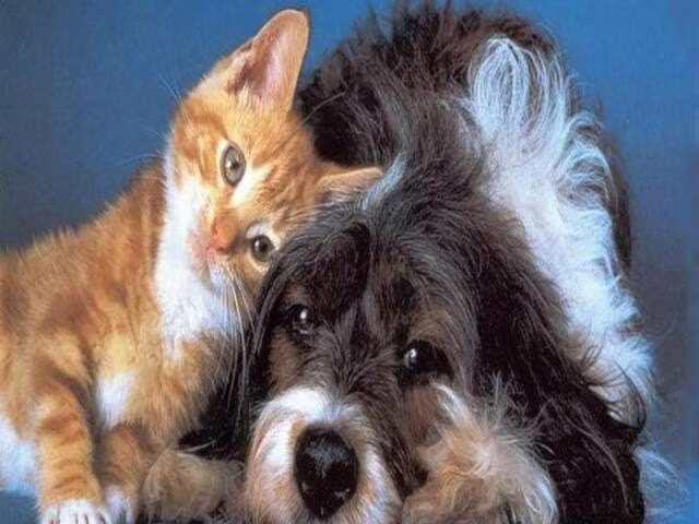 Frasi sui cani e gatti