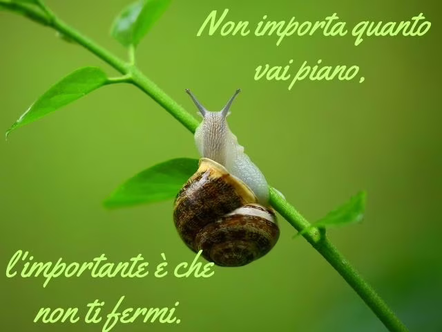 confucio frasi celebri