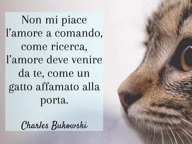 frasi sui gatti bukowski