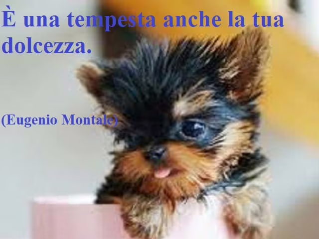 immagini belle con frasi dolci