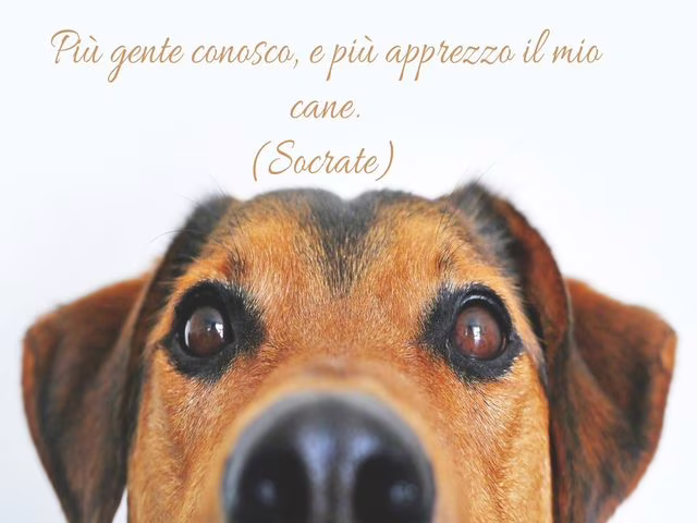 socrate immagini 