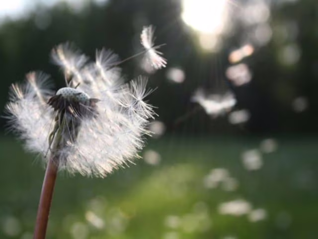 frasi divertenti sul vento