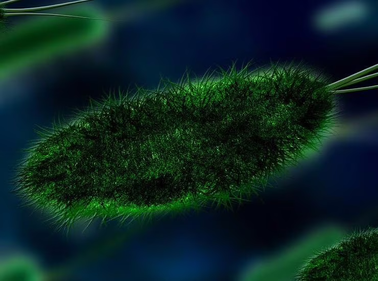 Virus