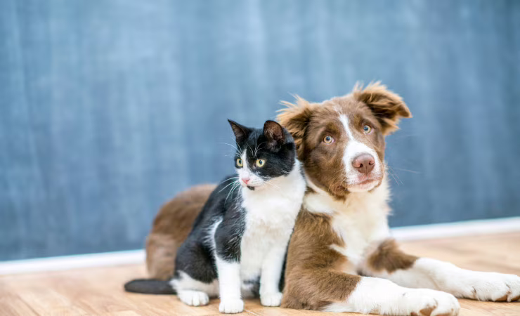 Cane e gatto
