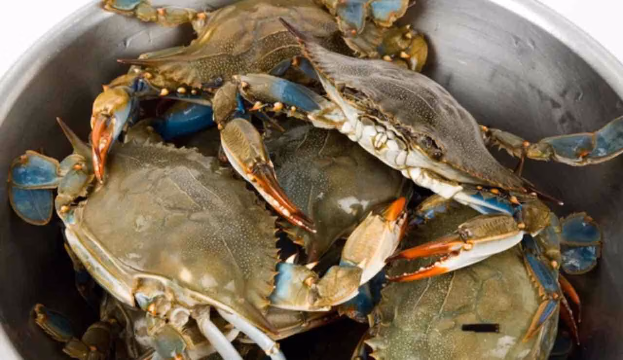 Granchio blu ovunque banchi pescheria