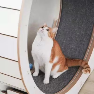 고양이 캣휠 추천 저소음 운동기구 개츠비 너좀탄다?