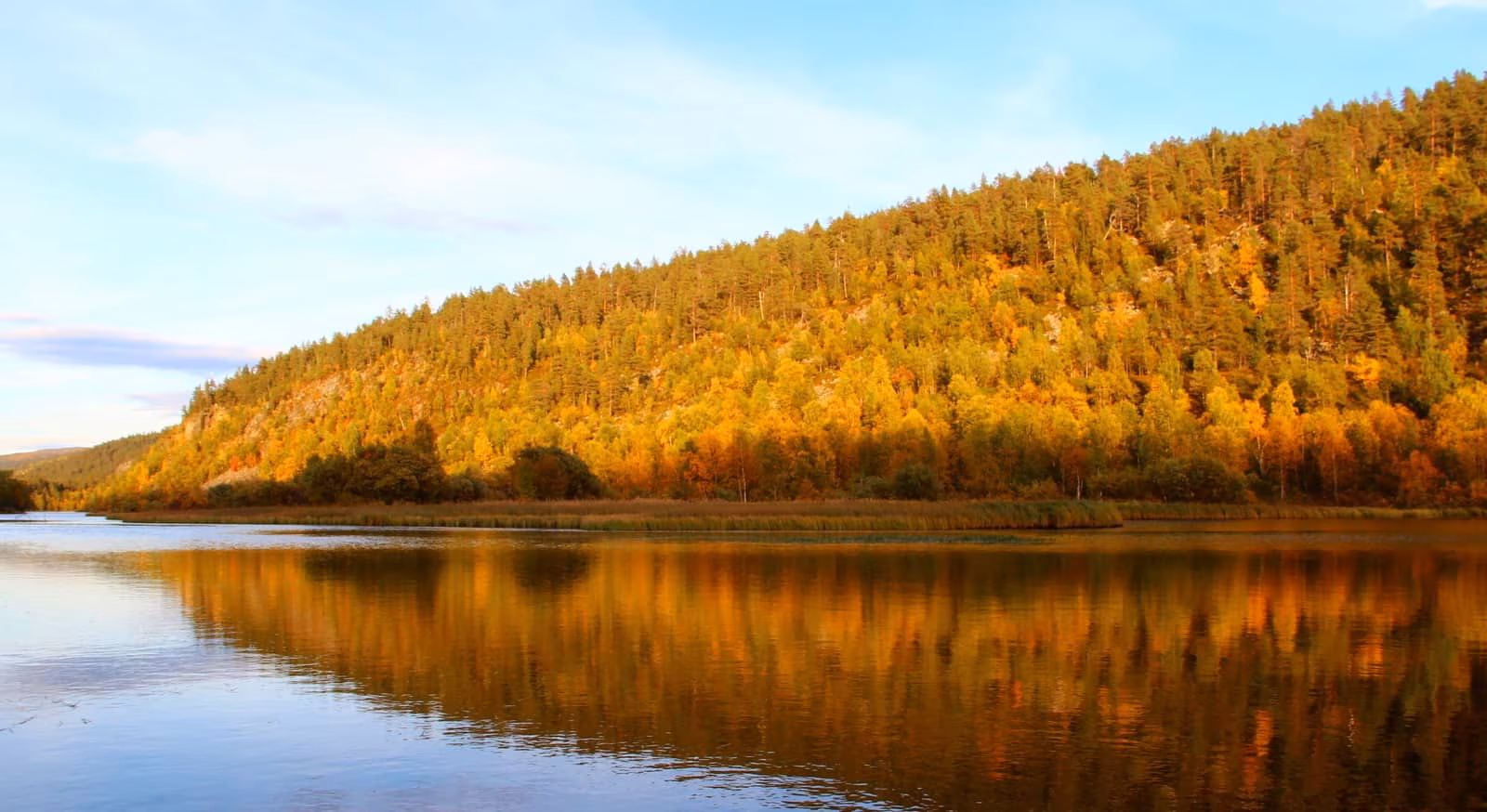 In the fall, the trees of the Lemmenjoki National Park color in beautiful shades of yellow and brown