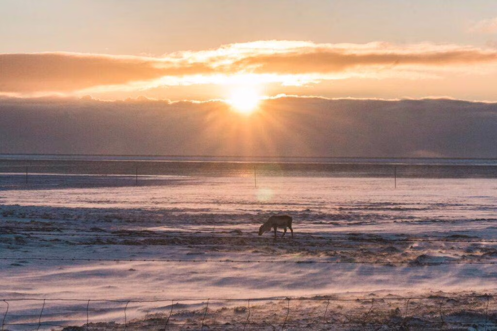 brown animal under yellow sky on focus photographjy