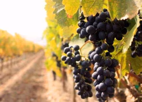 Trabalhadores da Vinha